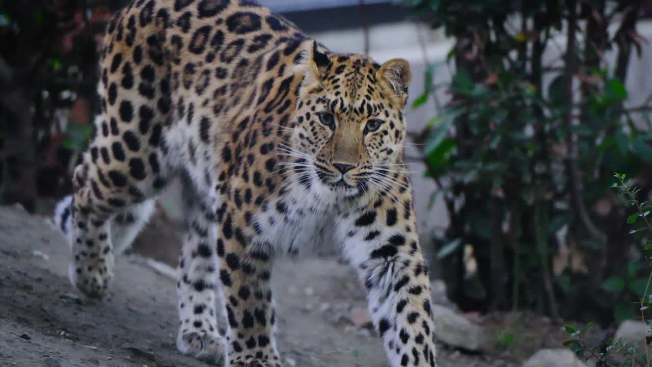 hermoso jaguar caminando por el parque nacional
