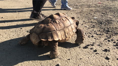 Große-Schildkröte,-Die-An-Einem-Sonnigen-Tag-Auf-Zement-Läuft