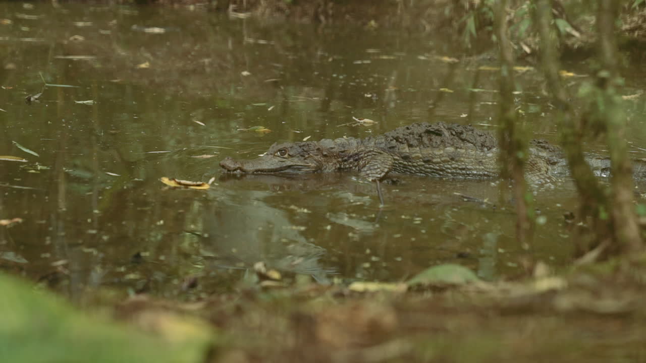 caimán mirando en el río amazonas ecuador