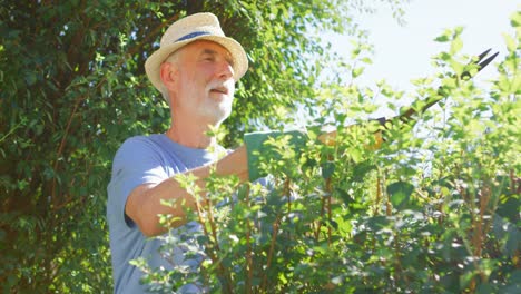 Un-Hombre-Mayor-Recortando-Setos-Con-Un-Par-De-Tijeras-De-Jardinería