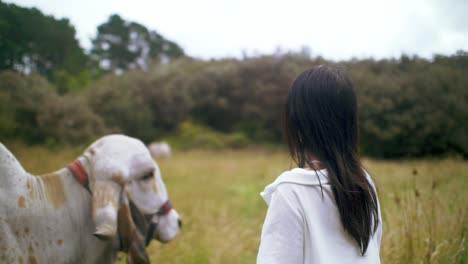 hindu woman staring at holy krishna cow in pale yellow field, calm autumn day