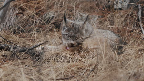 View-Of-A-Canada-Lynx-Grooming---Close-Up