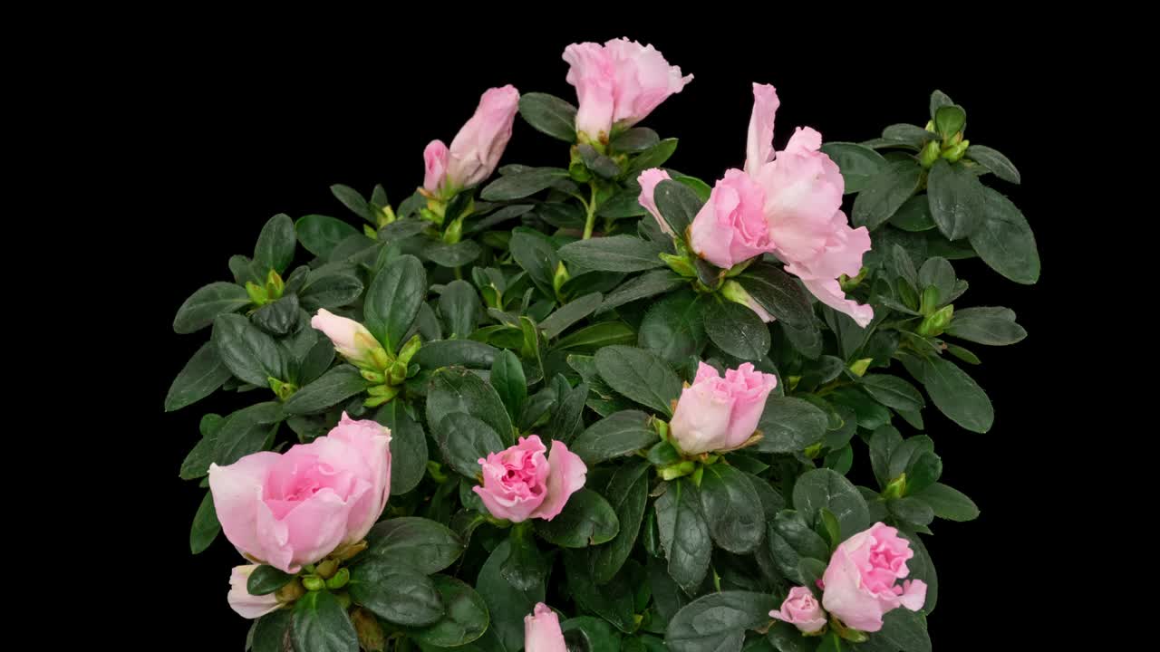 Macro time lapse blooming and wilting pink Rhododendron flower on pure black background