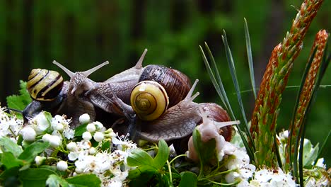 Cinematic-shot-of-snails-in-the-woods,-slowly-crawling-over-forest-vegetation,-blurred-forest-background