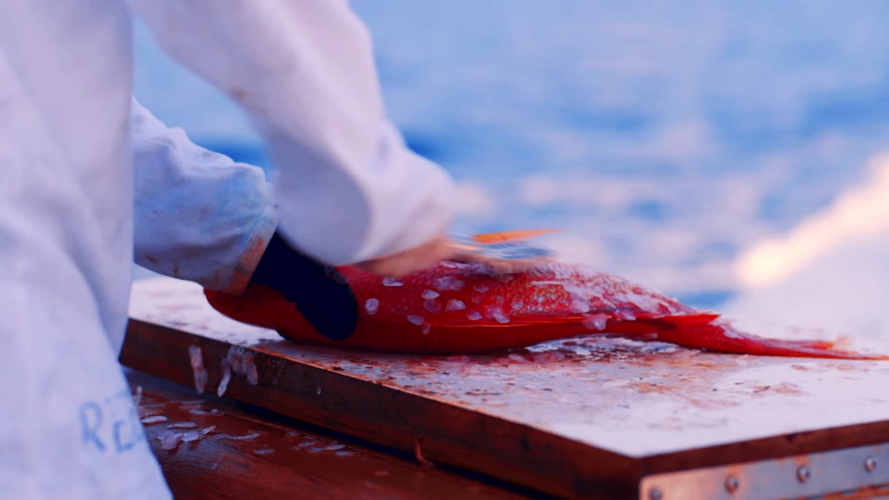 근접 촬영, 이동하는 보트에서 갓 잡은 적도미 물고기 스케일링, 슬로우 모션