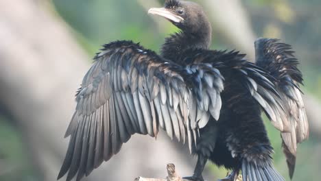 cormorant chilling on pond .