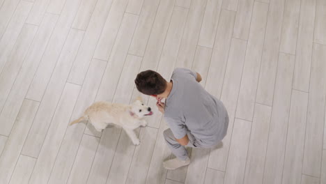 pet owner trains a golden retriever puppy. dog gives paw to owner