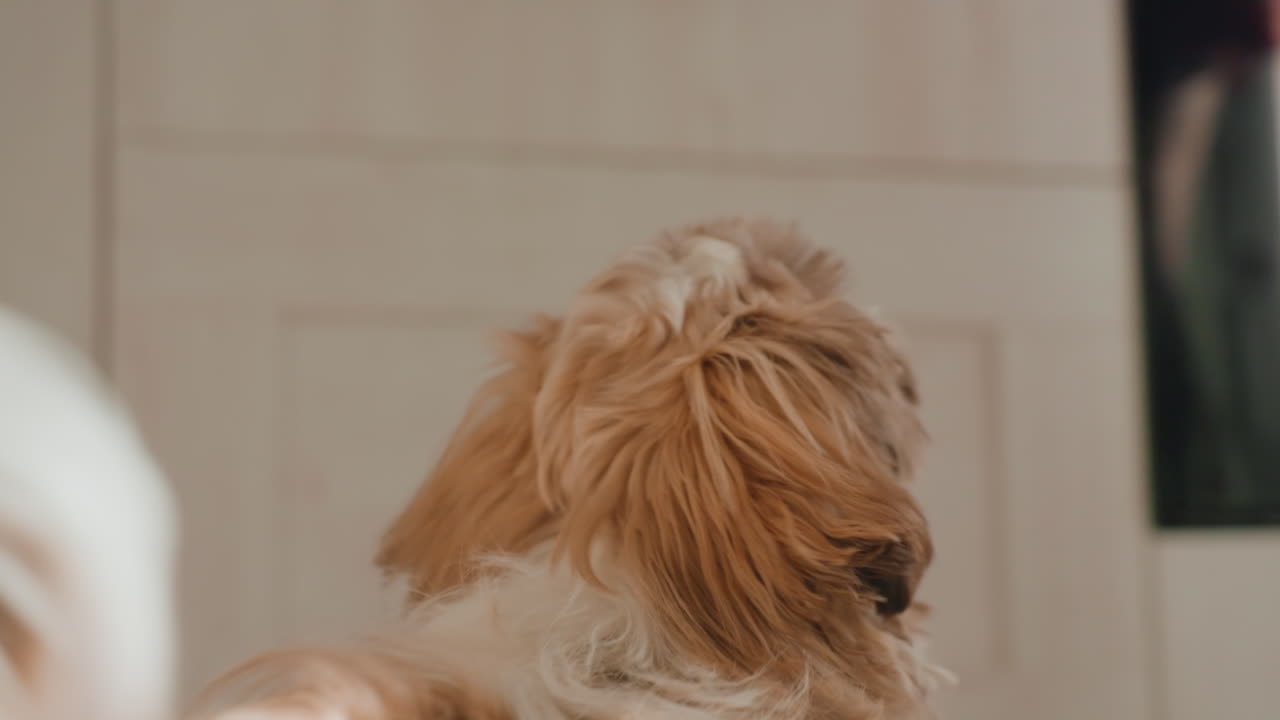 Puppy Sniffing Treat Near Caucasian Hand In Kitchen With Soft Morning Light, Fluffy Brown And White Dog Gently Rewarded, Closeup Of Nose And Hand Interaction, Warm Domestic Atmosphere, Training