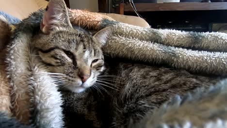 Cute-tabby-cat-having-a-nap-under-a-blanket-on-the-couch-at-home