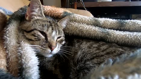 lindo gato atigrado durmiendo una siesta debajo de una manta en el sofá en casa