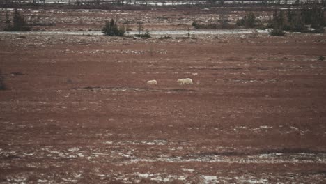 Una-Madre-Y-Un-Cachorro-De-Oso-Polar-Viajan-A-Través-De-La-Tundra-Subártica-Cerca-De-Churchill-Manitoba-En-Otoño-Mientras-Esperan-Que-El-Agua-De-La-Bahía-De-Hudson-Se-Congele