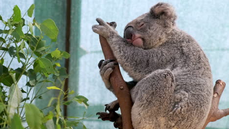 zoom out on sleepy koala bear sniffing