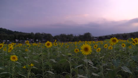 Wunderschönes-Sonnenblumenfeld-Bei-Sonnenuntergang-Mit-Fast-Vollständig-Wolkenbedecktem-Mt-Fuji-In-Der-Ferne