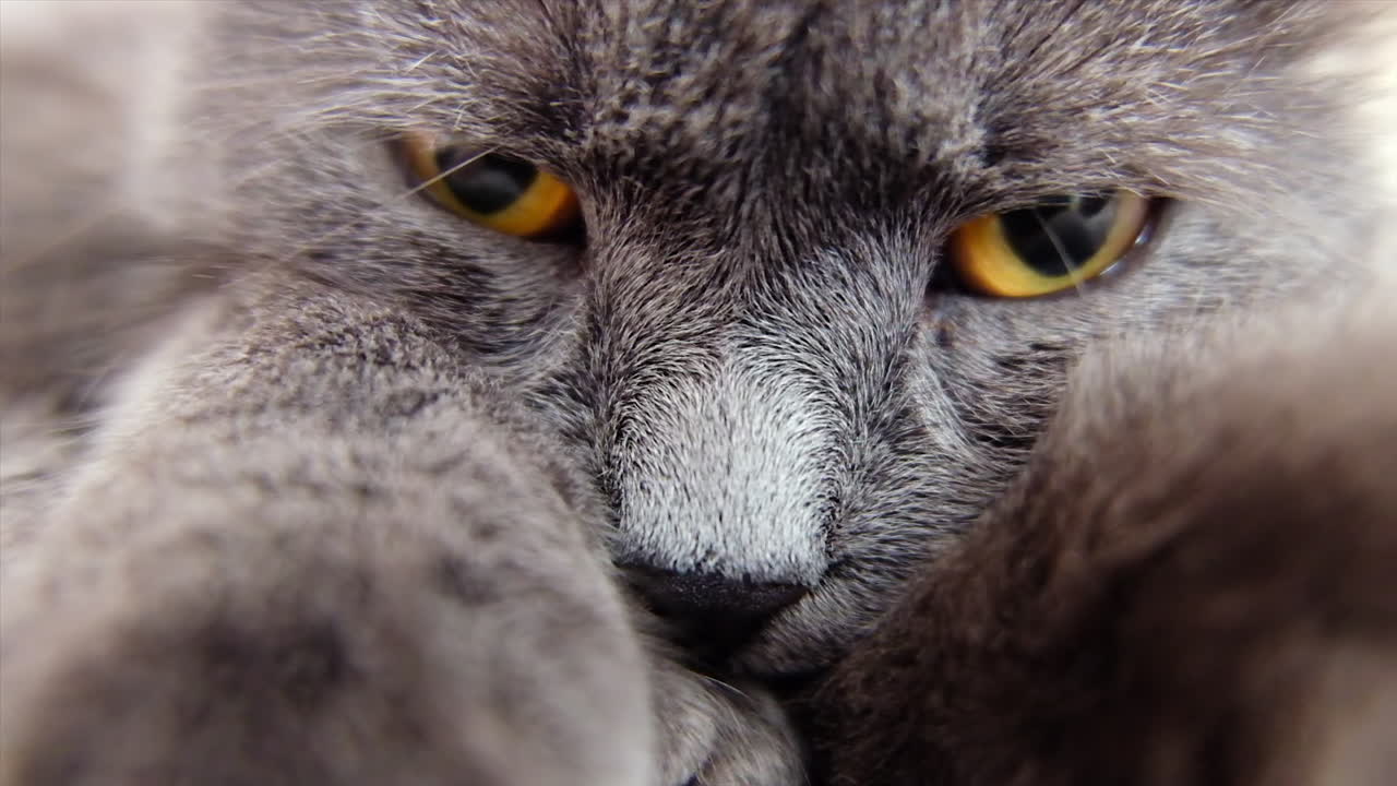 Close up of a British Shorthair cat looking at the camera