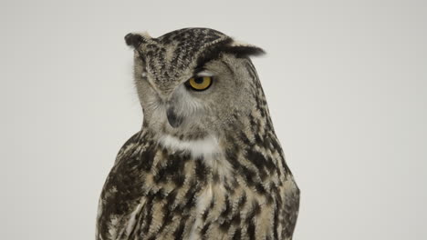 Eagle-owl-on-white-background-avian-predator