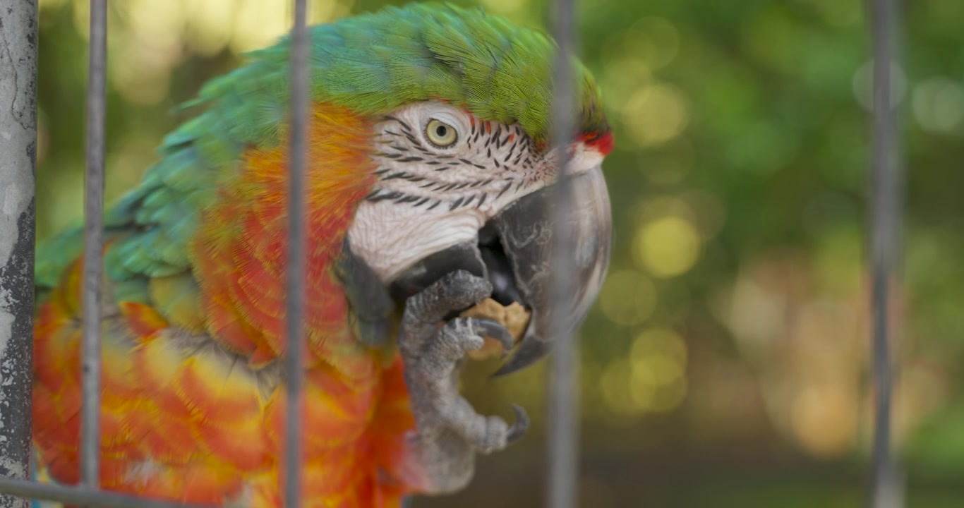 Ekstremt nærbilde av en fargerik hybrid ara-papegøye som spiser en nøtt holdt i kloen bak nettingburstenger i Jeju Flower Bird Park Hwajoowon i Sør-Korea