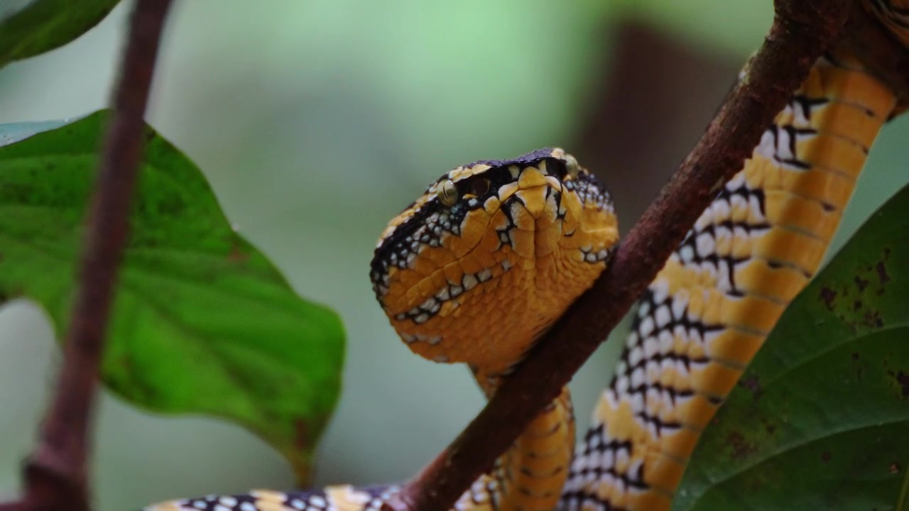Rekaman makro 4K seekor Ular Beludak Wagler yang indah sedang beristirahat di dahan di Taman Nasional Khao Sok, Thailand