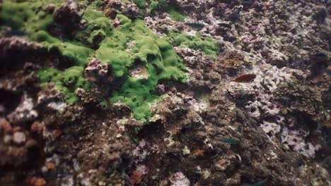 clownfish swimming near green coral on a vibrant coral reef
