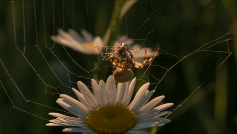 spider in its web with a daisy in the foreground