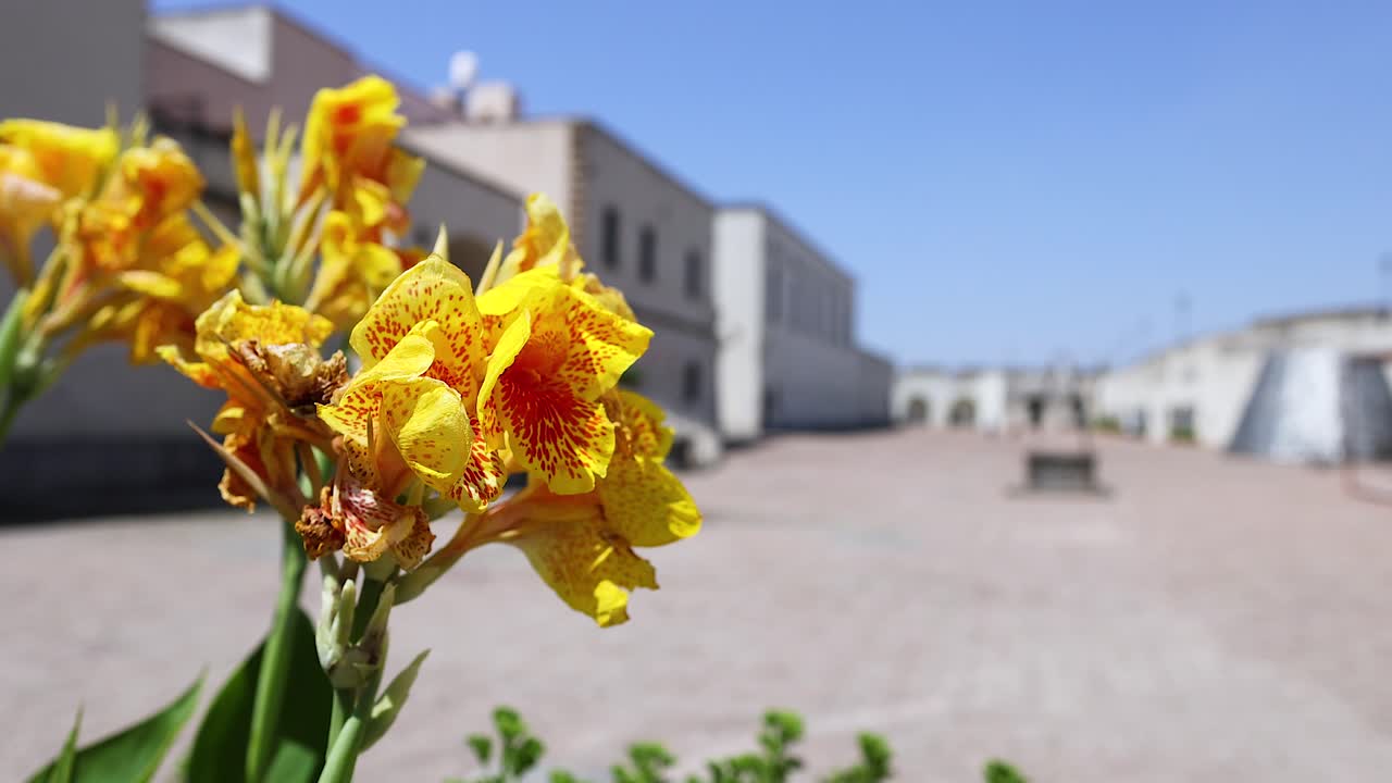 Flores amarelas em um pátio italiano ensolarado