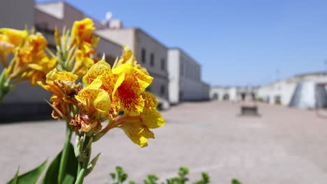 yellow flowers in a sunny italian courtyard