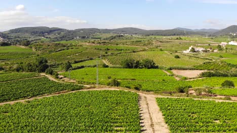 Antenne:-Stadt-Inmitten-Grüner-Weinberge