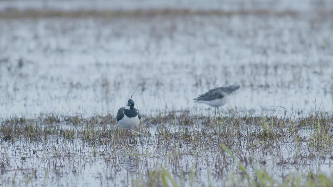 봄 이동 중에 물에 잠긴 습지에서 북쪽 lapwing