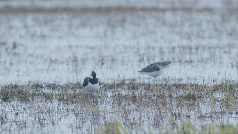 Nördlicher-Kiebitz-In-Feuchtgebieten-überschwemmte-Wiese-Im-Wasser-Während-Der-Frühjahrswanderung