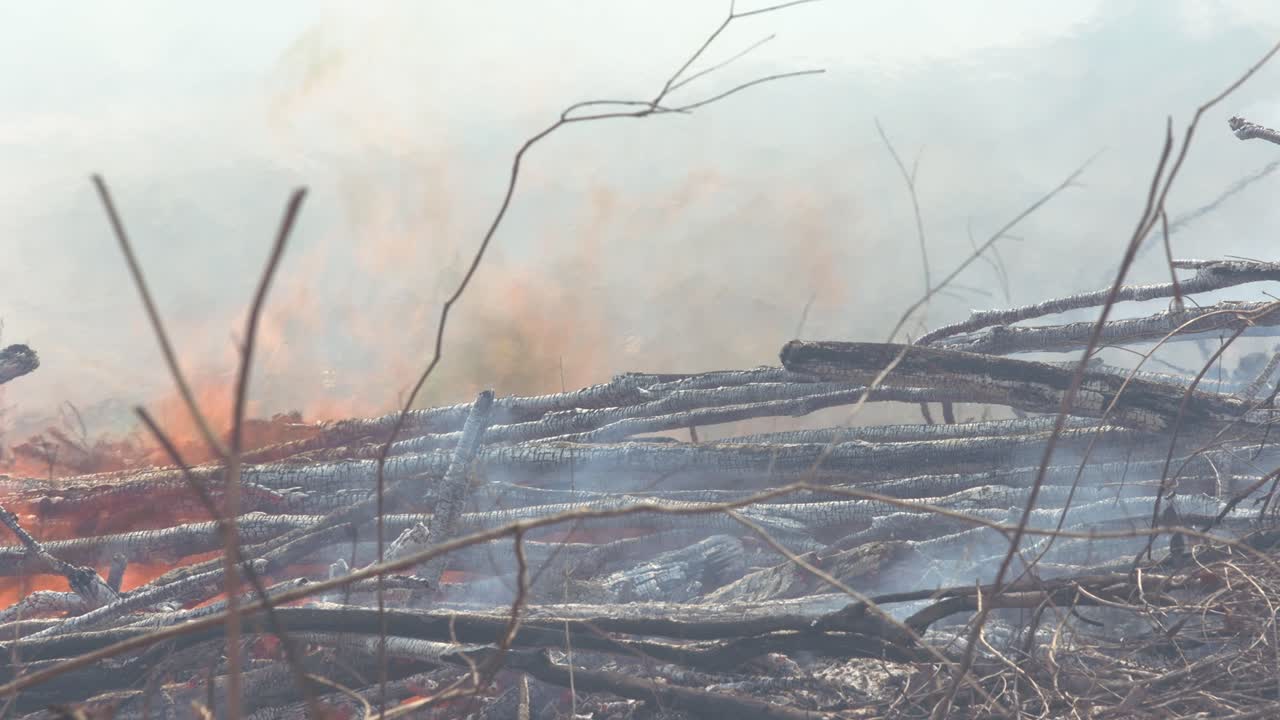 아마존 열대 우림의 화재는 지구 온난화로 인한 가뭄으로 마른 가지를 삼켜 버립니다.