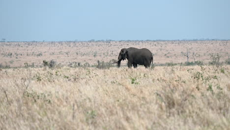 African-elephant--bull-standing-on-savannah-eating-grasses