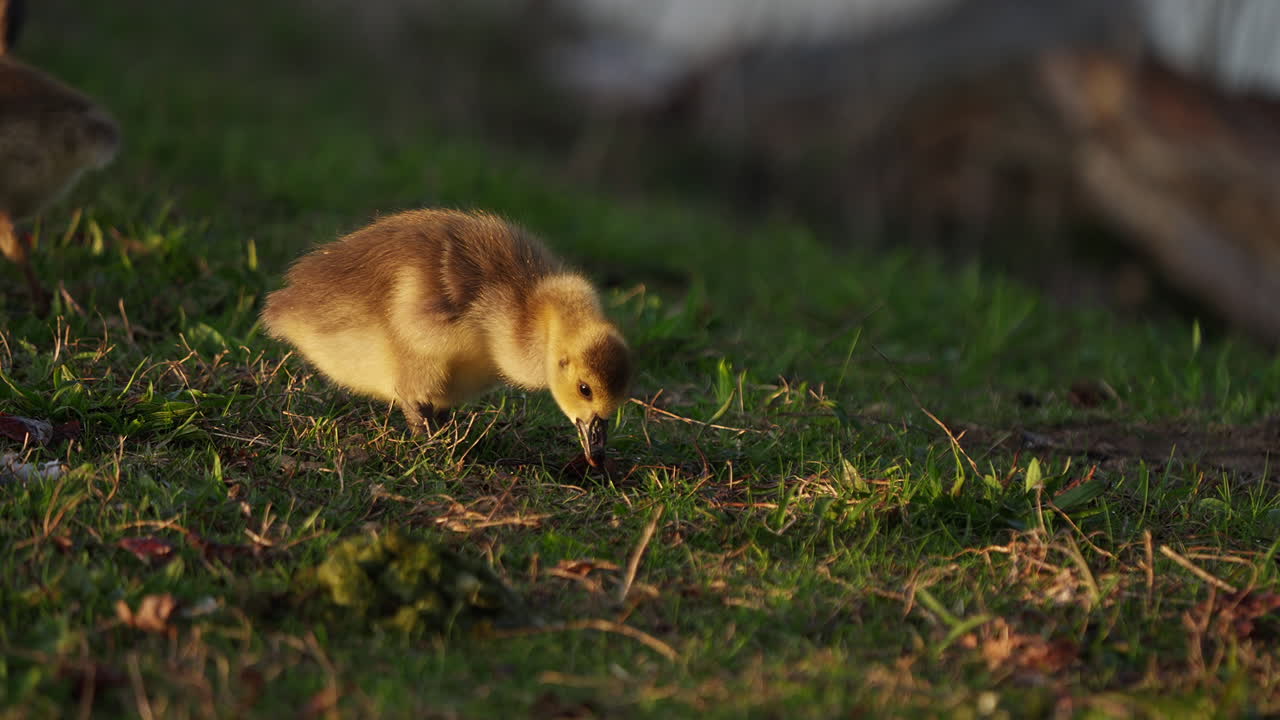 A slow-motion scene of goslings with their parents by the pond in the spring season.