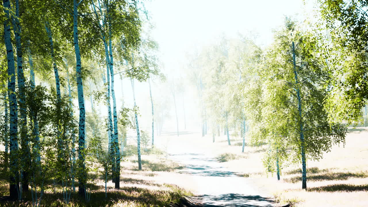 아침 햇빛에 자작나무 숲