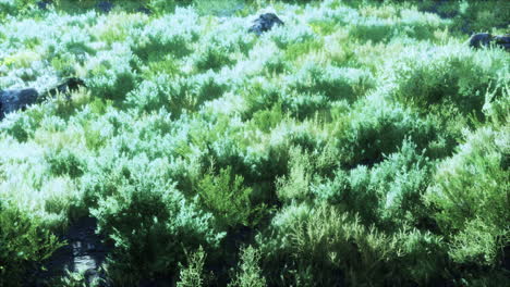 Frühling-Sonnige-Helle-Hochlandwiese-Mit-Grünen-Grassteinen