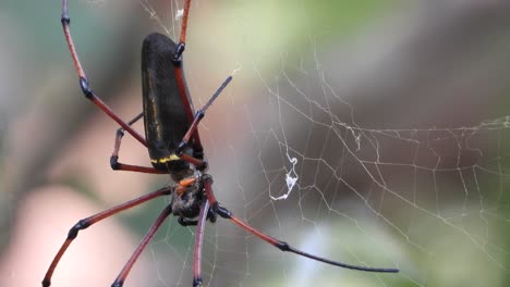 araña con araña bebé.