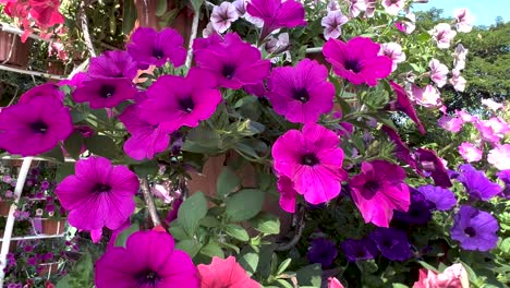 las petunias colgantes vibrantes