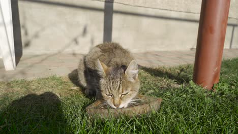 Eine-Hauskatze,-Die-An-Einem-Sonnigen-Tag-In-Japan-Auf-Einer-Kristallschüssel-Vor-Dem-Haus-Isst---Nahaufnahme