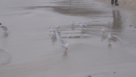una pequeña bandada de gaviotas grises camina cerca del agua a orillas del mar
