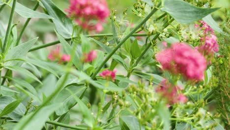 close-up of red valerian flowers in a garden