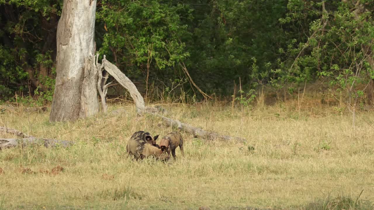 Campo lungo di un branco di licaoni che giocano con i resti di una preda, Khwai Botswana