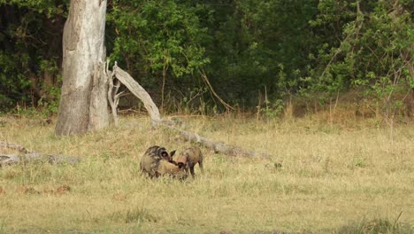 plano general de una jauría de perros salvajes jugando con los restos de una matanza, khwai botswana