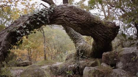 Slow-motion-double-tree-trunk-with-moss-and-growth