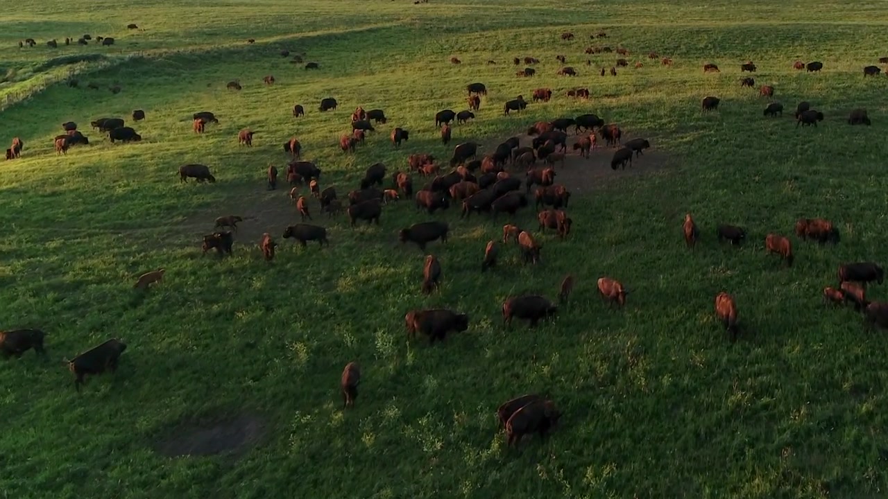 Ripresa aerea con drone in 4K che sorvola una grande mandria di bufali vicino a uno stagno, mentre un vitello si diverte in pascoli verdi nelle pianure del South Dakota. 60fps.