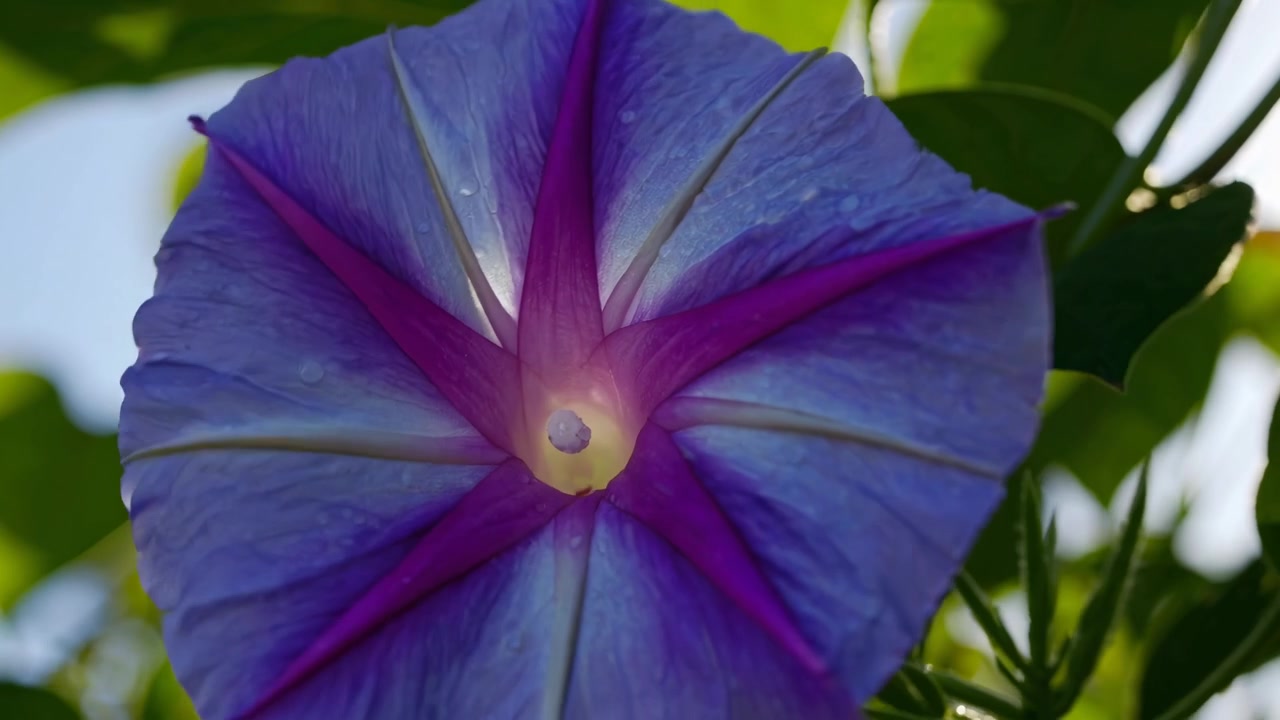 Primo piano di un'ipomea viola vivace in fiore