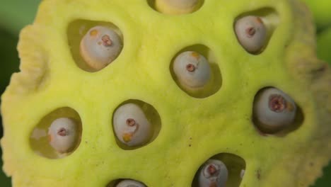 Macro-or-closeup-shot-of-lotus-seed-pod