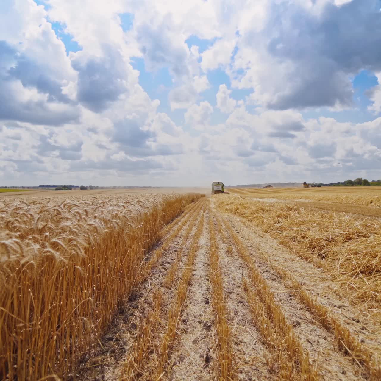máquina de cosecha trabajando en el campo