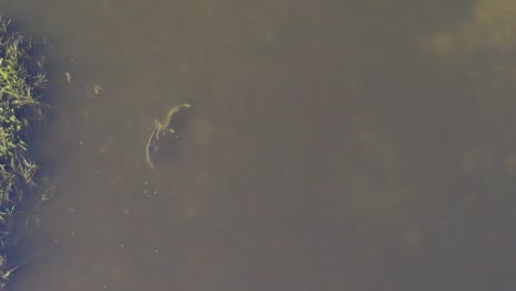 Aerial-of-a-pair-of-black-drum-fish-swimming-around-in-shallow-clear-water