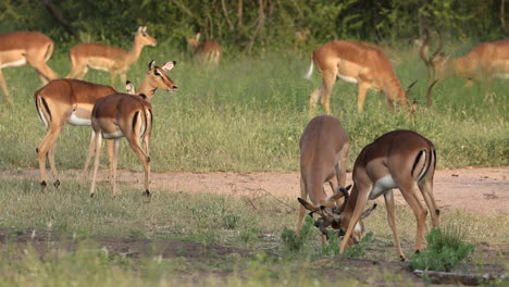 Manada-De-Impalas-Alimentándose-Y-Peleando-En-Los-Pastizales-En-La-Reserva-Privada-De-Sabi-Sands,-Sudáfrica