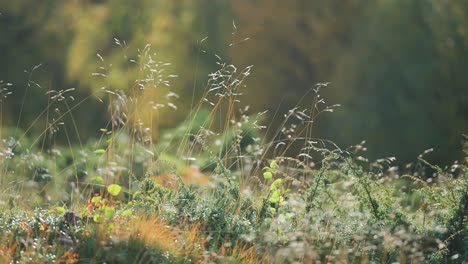 Grass,-weeds,-and-miniature-plants-cover-the-ground-on-the-forest-opening-on-a-sunny-day