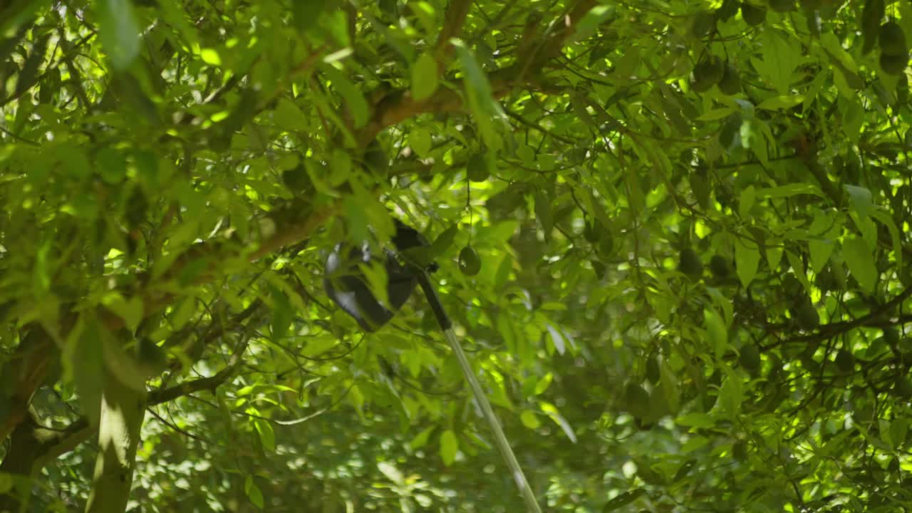 SLOW MOTION SHOT OF AVOCADOS BEING HARVEST AT AN AVOCADO FIELD IN MICHOACÁN