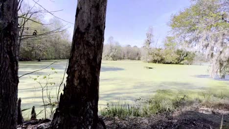 cypress-knees-and-swamp-at-magnolia-gardens-near-charleston-sc,-south-carolina